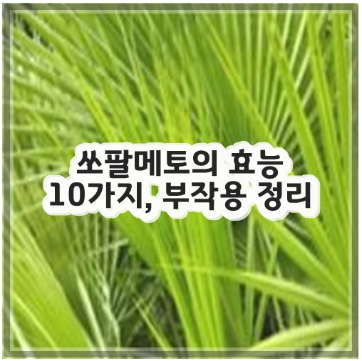 쏘팔메토의 효능 10가지, 부작용 정리