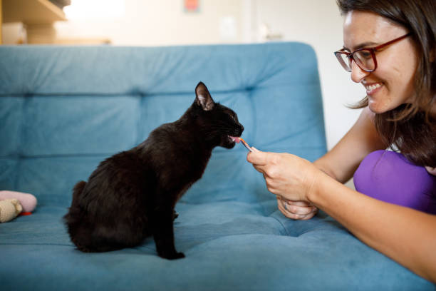 고양이 간식 종류별 특징