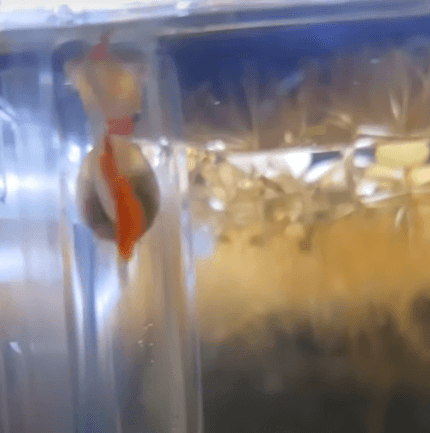 구피 임신 / 구피 출산 징후 3가지!