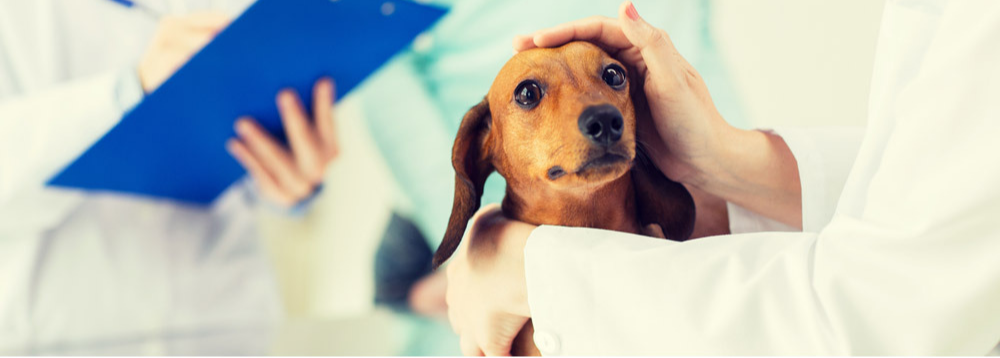 강아지 PSS 증상부터 치료까지