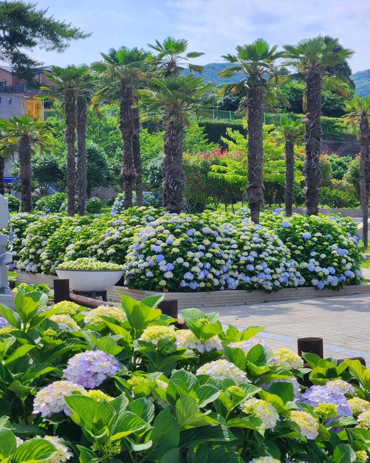 거제 저구항 남부면 수국 축제 기간