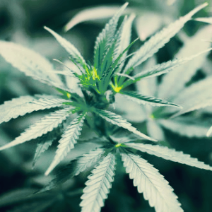 대마 관련주 대장주 테마주 수혜주 TOP5