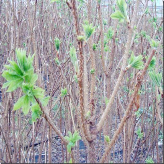 돋아나는 오가피순 사진