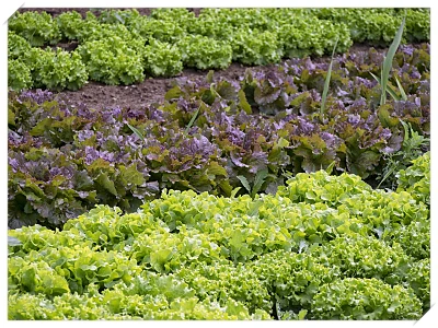 식도염 좋은 음식