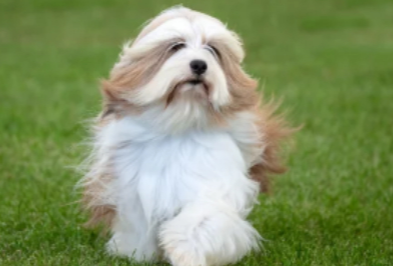 티베탄 테리어(Tibetan Terrier)