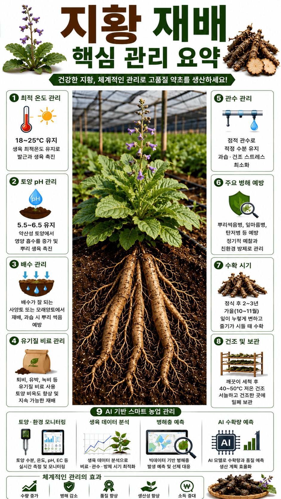지황 재배 인포그래픽