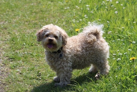 잔디밭 위의 강아지