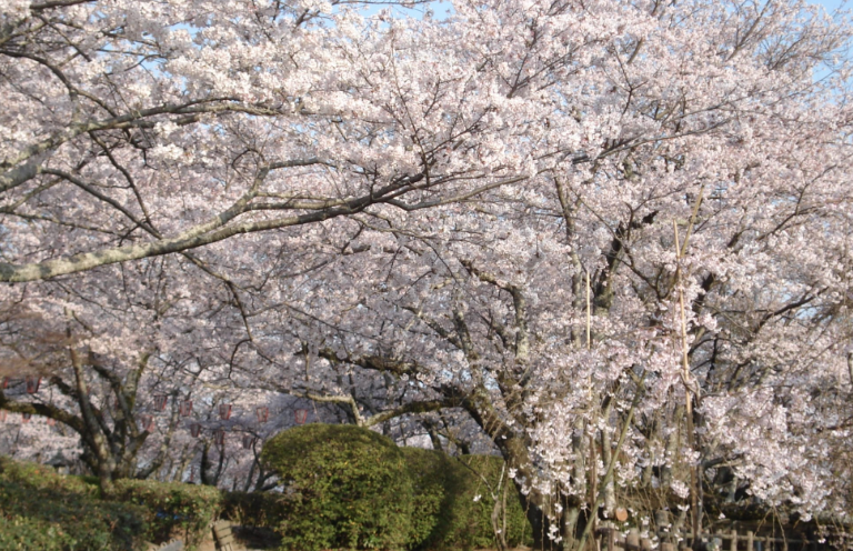 세이부공원벚꽃-이미지출처-일본정부관광국