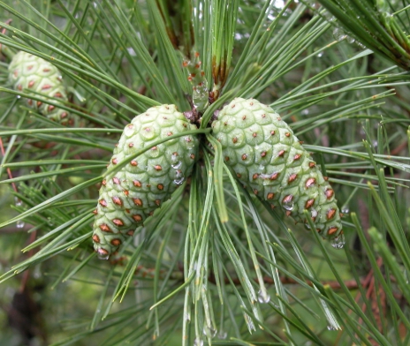 한국의 떡 종류 솔방울떡