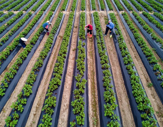 고구마심는시기