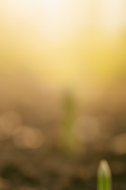 아스파라거스 효능