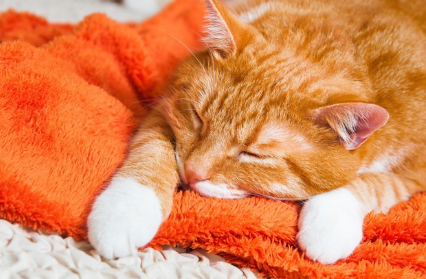 신부전 말기일지도 모르는 고양이.