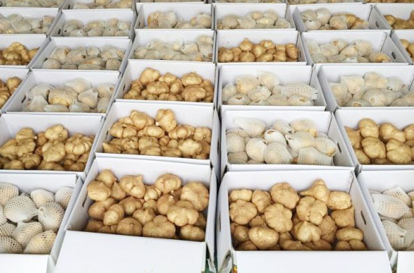 히카마 먹는법 효능 보관법 주의할 점