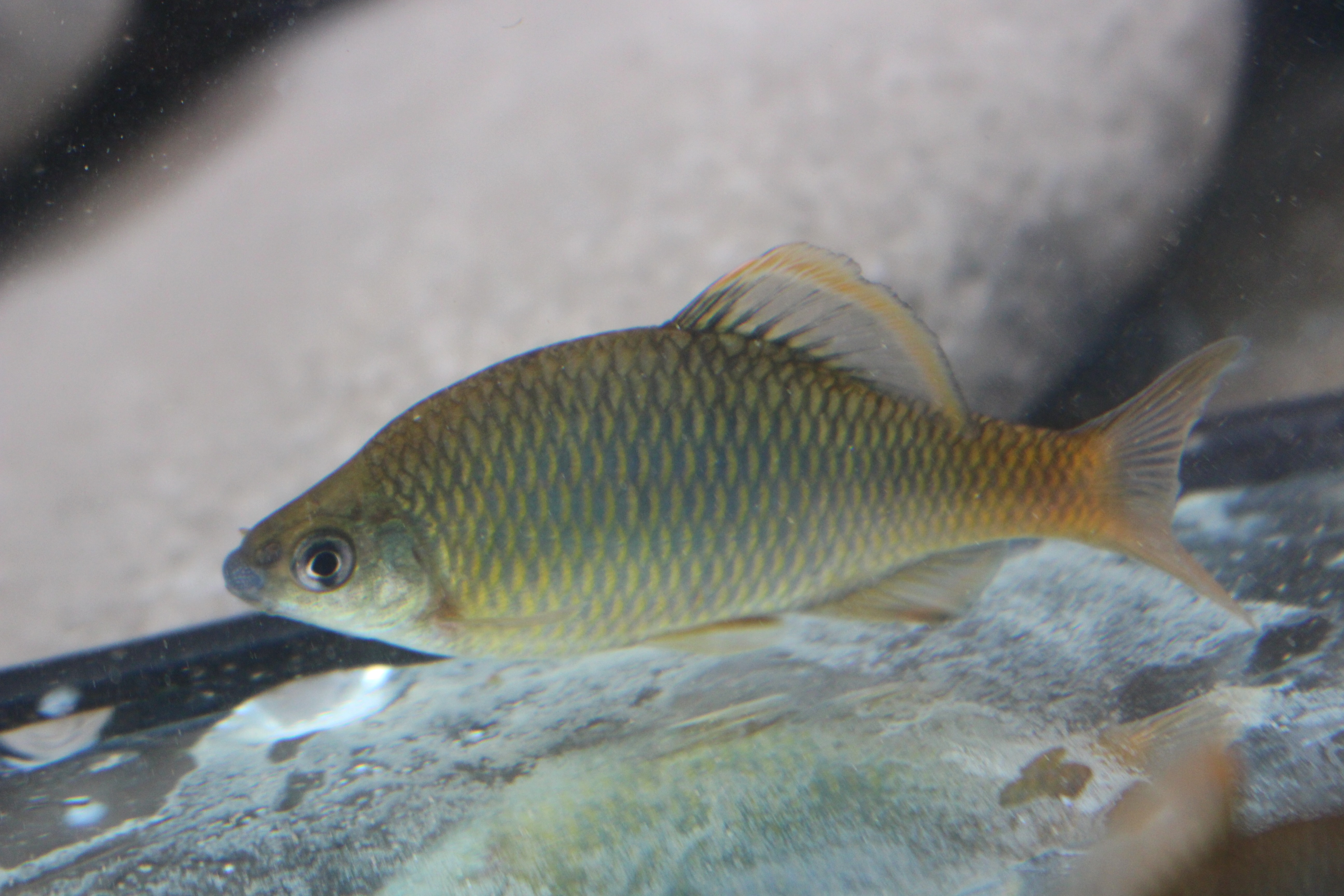 묵납자루, 멸종위기 1급 한국 고유 민물고기|탁란 생태의 신비