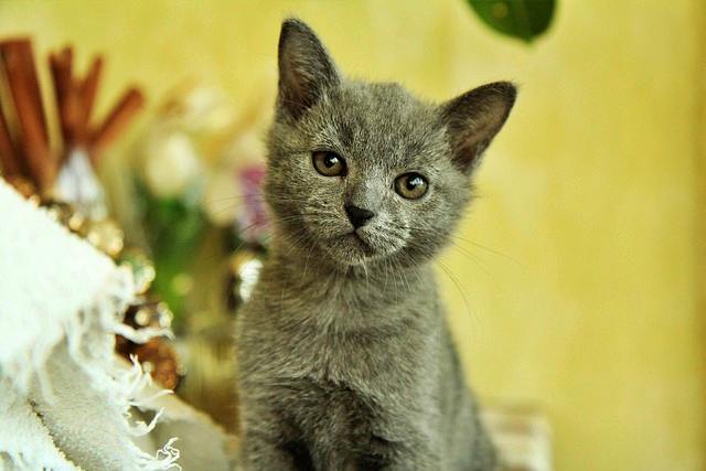 반려동물 등록과 비용, 자진신고로 과태료 피하기, 외장칩과 내장칩의 차이