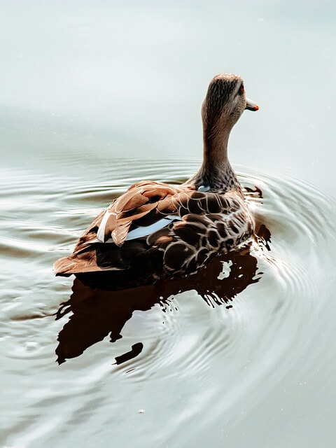 오리를-따라가는-꿈-풀이