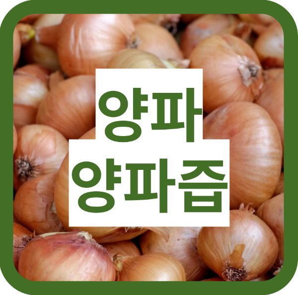 양파즙 효능, 양파 효능