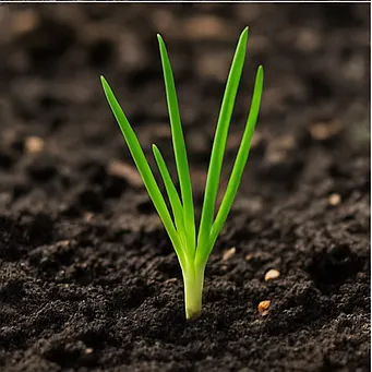 쪽파 심는시기14