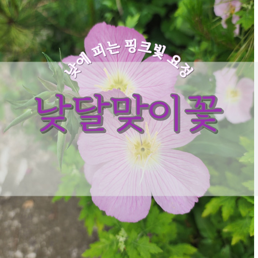 낮달맞이꽃 - 특징, 꽃말, 파종시기 및 개화시기, 재배 방법, 달맞이꽃과 차이점