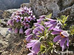 제 18회 동강 할미꽃 축제 기본 일정과 프로그램 소개
