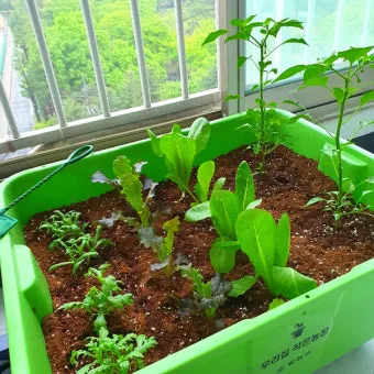 베란다 상자텃밭 상추 루꼴라 방울토마토 허브 모음 재배_15
