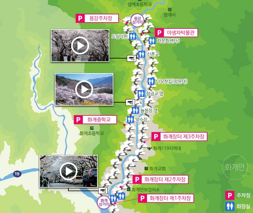 하동 벚꽃 개화 현황 명소추천