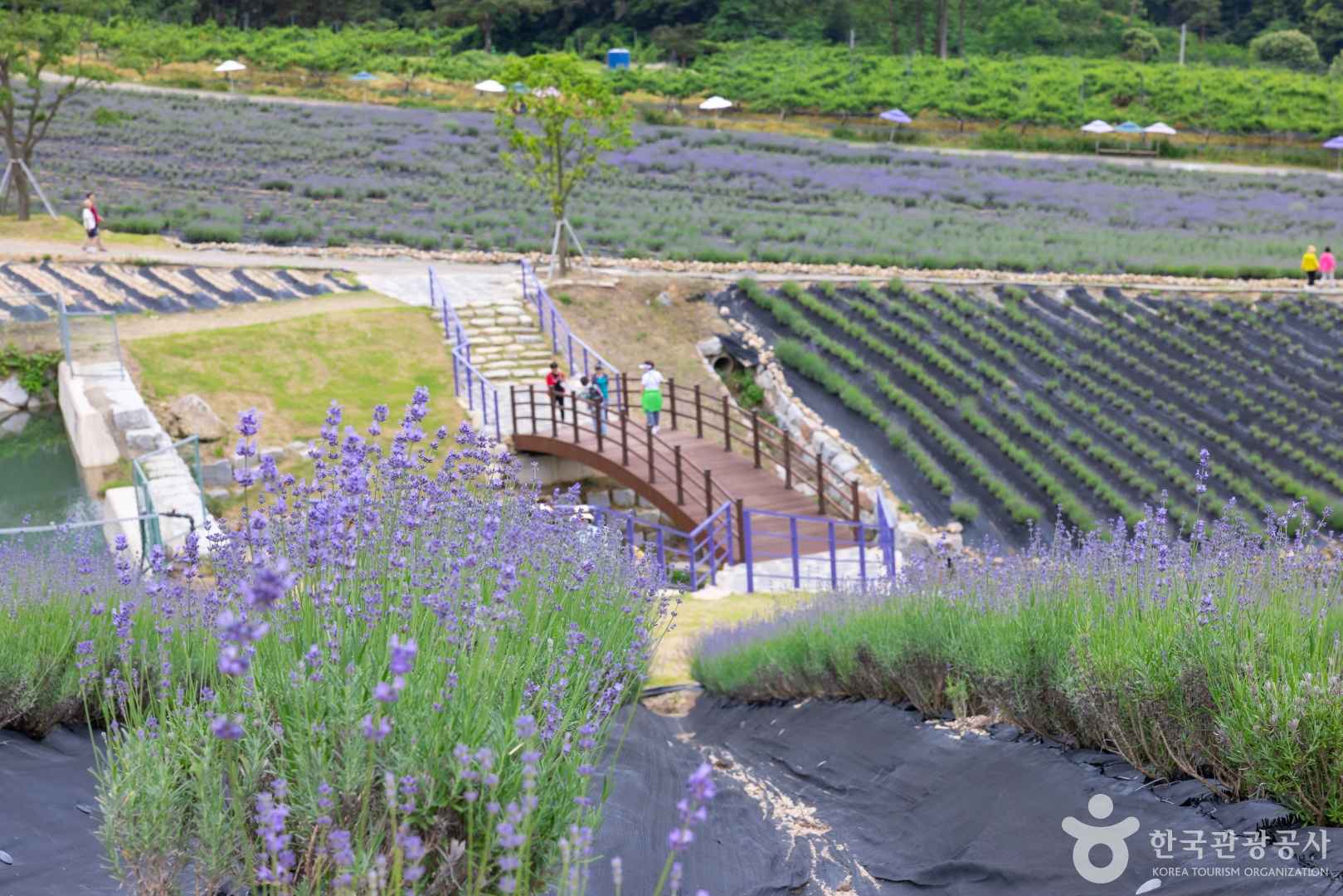 정읍 허브원 라벤더 농원