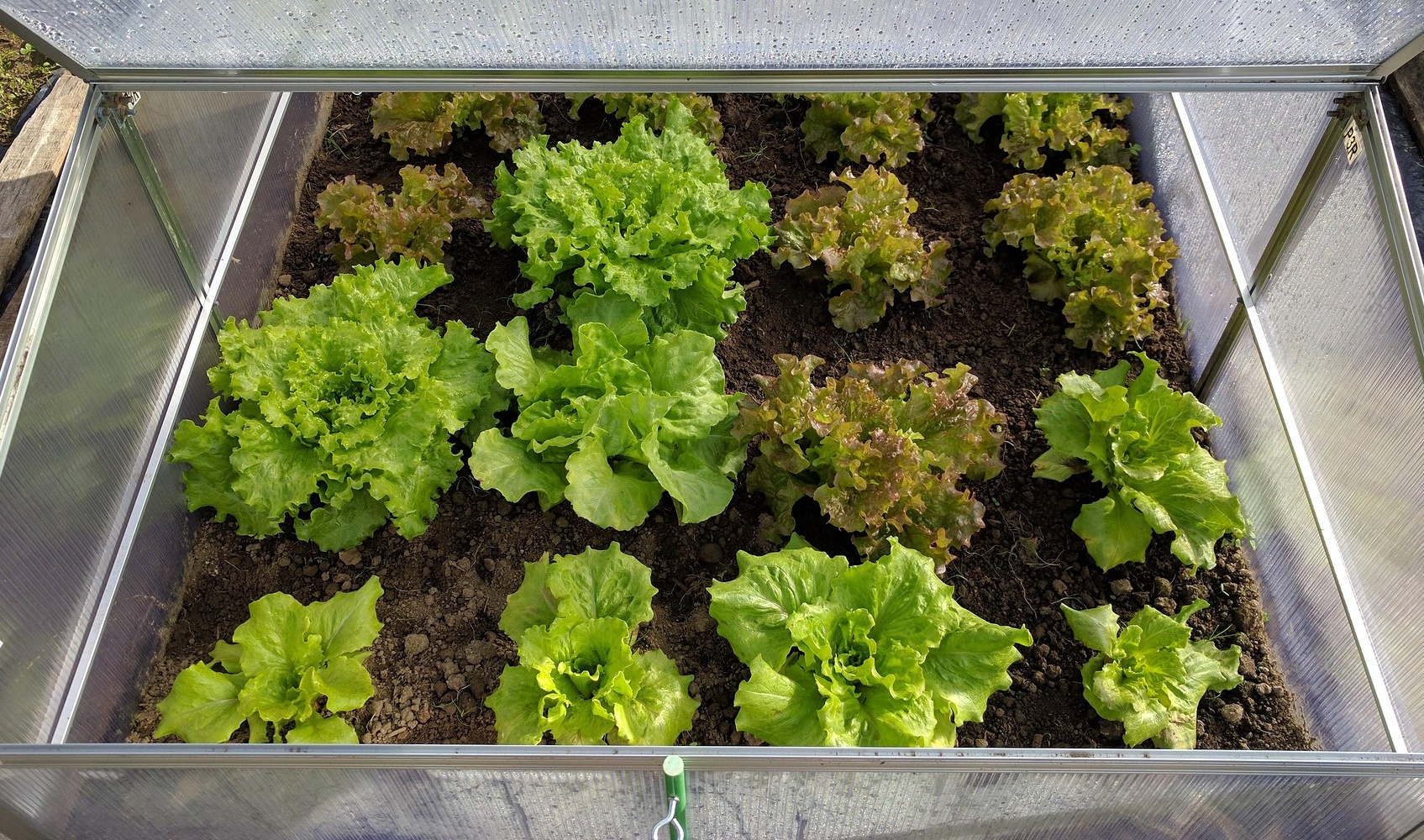 베란다 식물 집사 급증! 대파·상추 집에서 키워 '무지출 챌린지' 도전하기