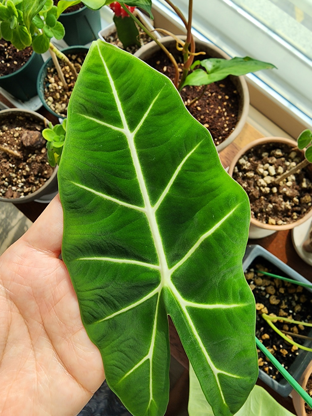 응애흉터가 남은 프라이덱