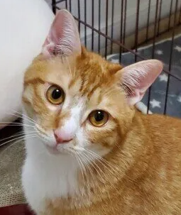 고양이 건강검진. 사전 준비와 검사 내용 등