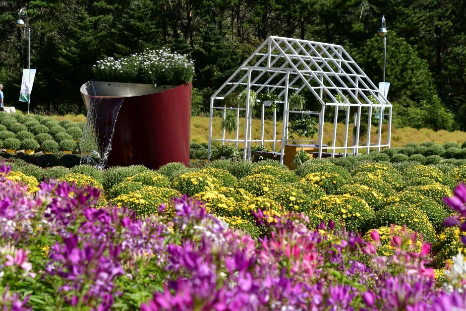 10월 지역 축제 인제 가을꽃 축제