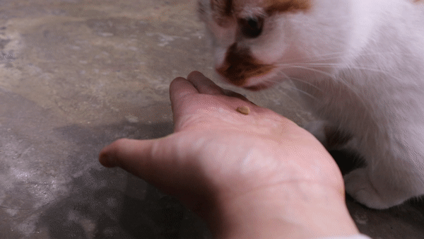 고양이이빨관리장난감