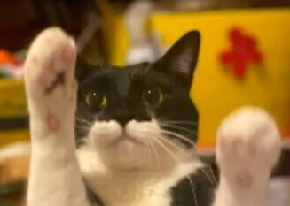 생선회, 가다랑어, 김 등. 원하는 고양이에게 줄 때 알아야 할 점