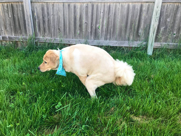 배변 실수를 줄이는 팁