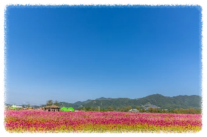 고석정 꽃밭축제