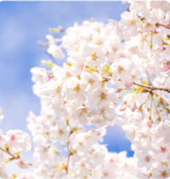 진해 군항제 벚꽃 개화