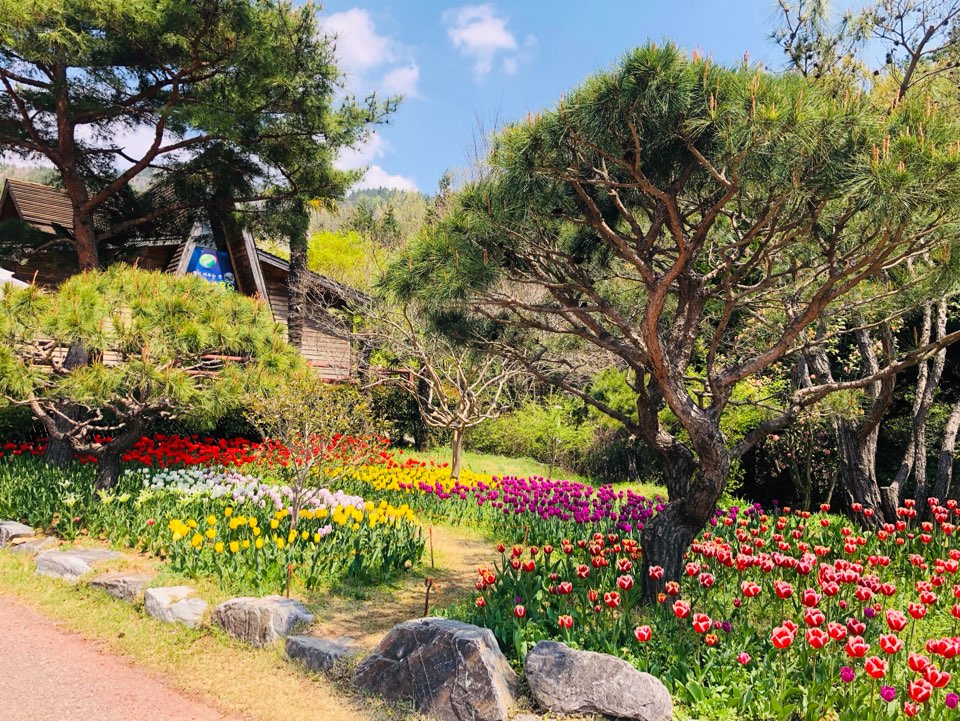 장흥 하늘빛수목정원 튤립축제