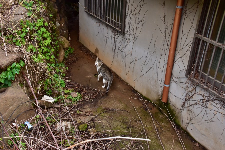 창원시 마산합포구 난포항에서 본 고양이