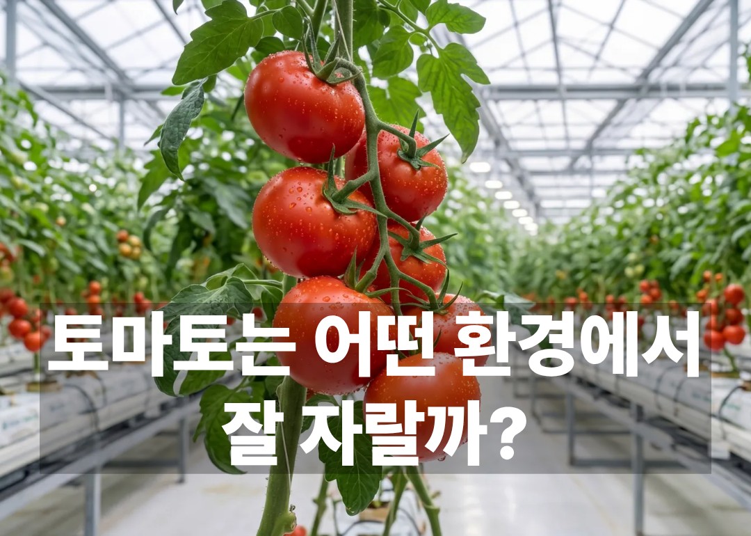 온실 재배 공간에서 줄기에 달려 자라고 있는 토마토 이미지