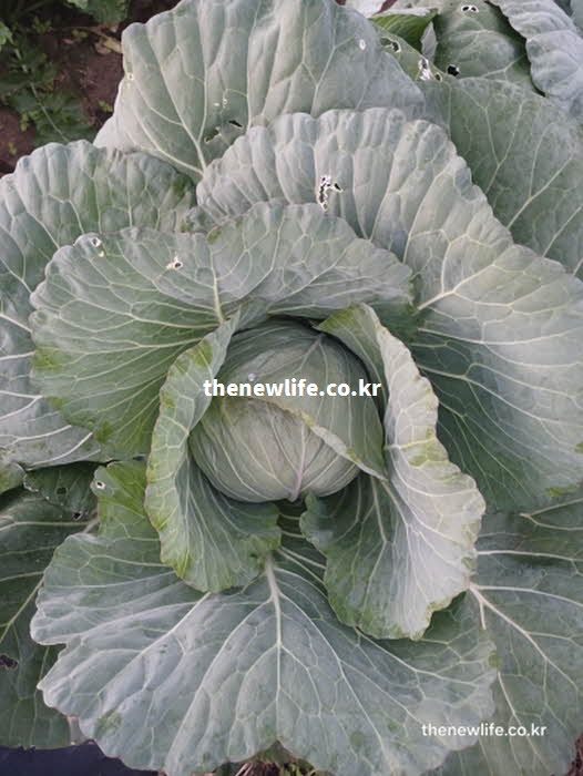 양배추 효능 다이어트 수분 식이섬유