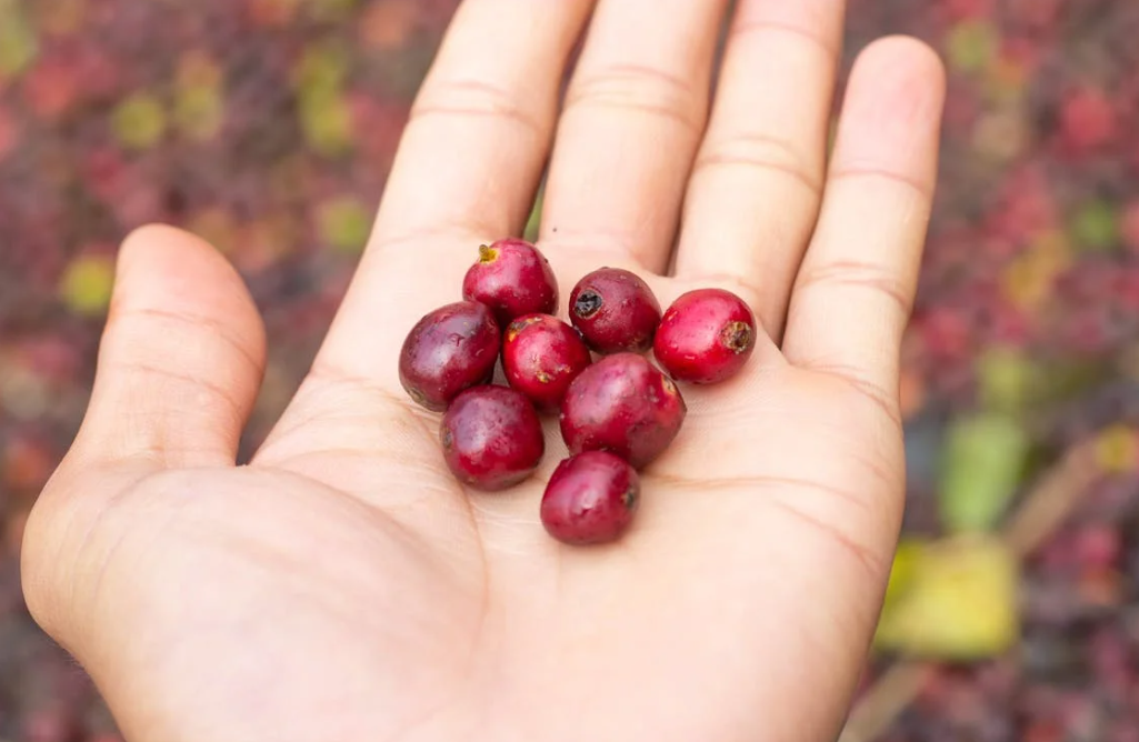 링곤베리 열매 사진