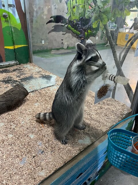 광주 패밀리랜드 벅스랜드 너구리