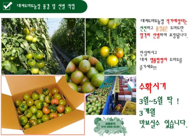대저토마토