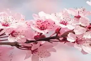 벚꽃