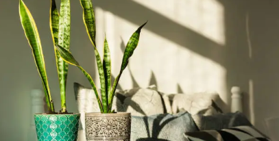 산세베리아 키우기&amp;#44; 물주기&amp;#44; 분갈이 등 총 정리 (2024 ver.)