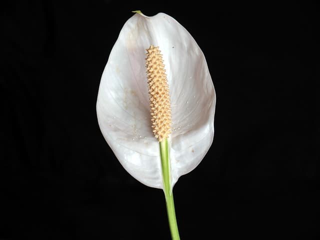 미세먼지 저감 효과가 뛰어난 공기정화 식물, 스파티필름