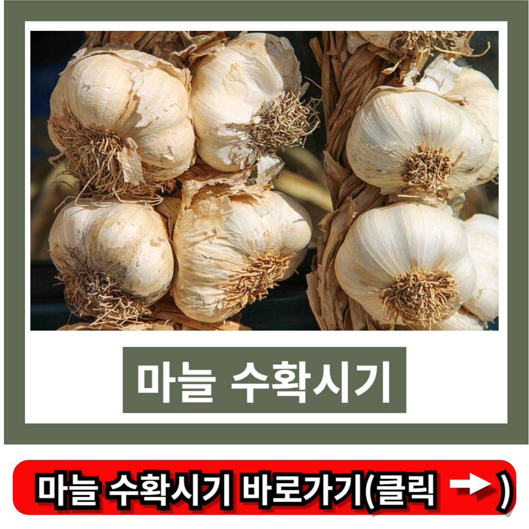 마늘 수확시기