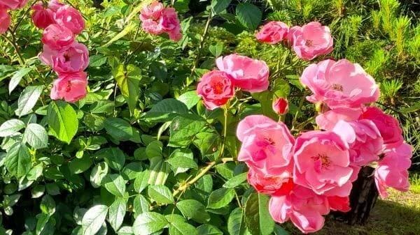 장미-묘목-심기-심는시기-식재시기-심는방법-식재방법