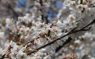 5월의 꽃&amp;#44; 곡성 장미꽃 축제