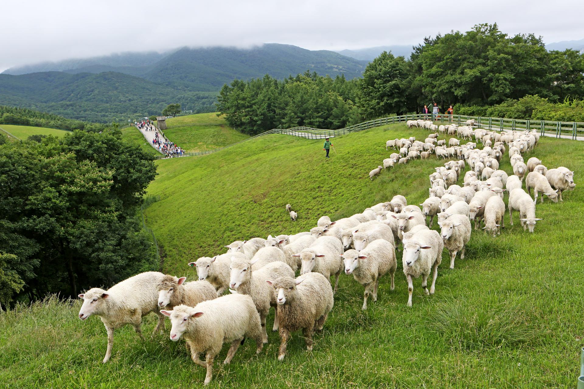 대관령 양떼목장